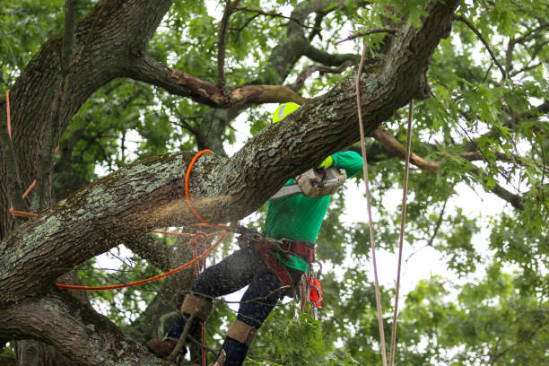 Professional Tree Removal Services in New Baltimore, VA